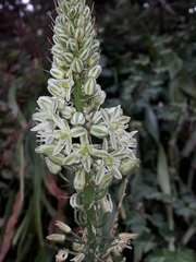 Albuca bracteata