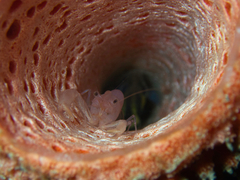 Thaumastocaris streptopus