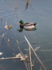 Anas platyrhynchos