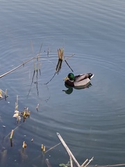 Anas platyrhynchos