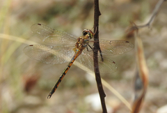 Hemicordulia continentalis