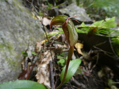 Pterostylis areolata