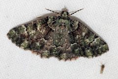 Aeolochroma hypochromaria