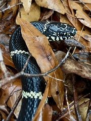 Lampropeltis getula