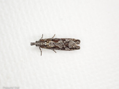 Strepsicrates ejectana