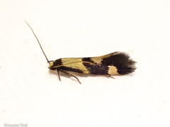 Opogona comptella