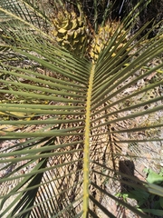 Macrozamia riedlei