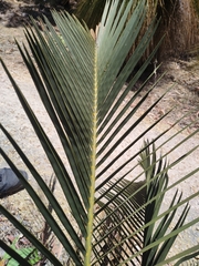 Macrozamia riedlei