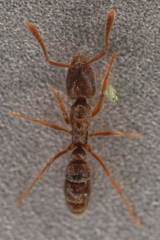 Hypoponera