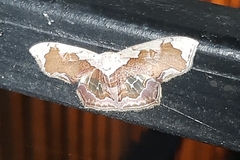 Leptostales angulata