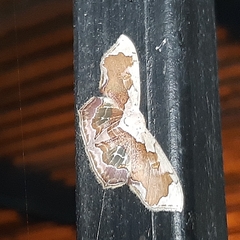 Leptostales angulata