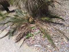 Macrozamia riedlei