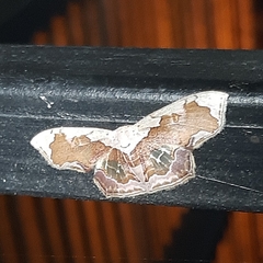 Leptostales angulata