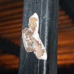 Leptostales angulata