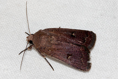 Proteuxoa