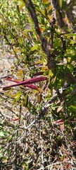 Calliandra californica