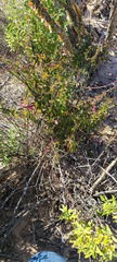 Calliandra californica