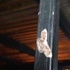 Leptostales angulata