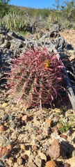 Ferocactus gracilis