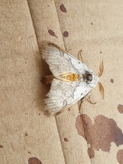 Calliteara farenoides