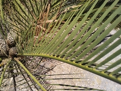 Macrozamia fraseri