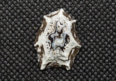 Patelloida saccharina lanx