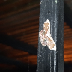 Leptostales angulata