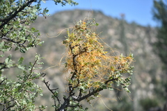 Cuscuta veatchii