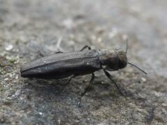 Agrilus derasofasciatus