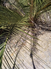 Macrozamia fraseri