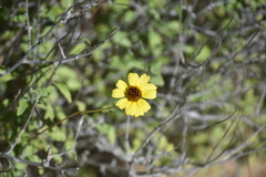 Encelia asperifolia