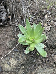 Dudleya candelabrum