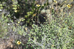 Encelia asperifolia