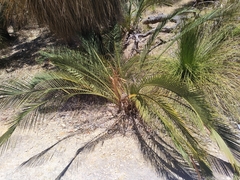 Macrozamia fraseri