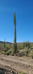 Fouquieria columnaris