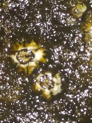 Chthamalus stellatus