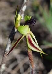 Caladenia toxochila
