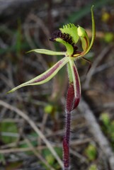 Caladenia toxochila