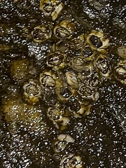 Chthamalus stellatus