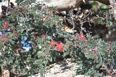 Calliandra californica