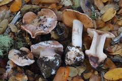 Cortinarius regalis