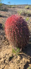Ferocactus gracilis