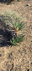 Agave cerulata