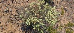 Ambrosia chenopodiifolia