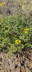 Encelia asperifolia