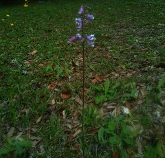 Plantaginaceae