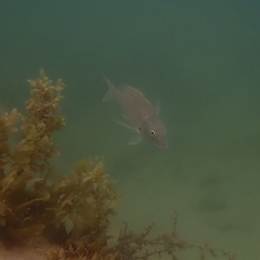 Acanthopagrus australis