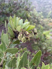 Arctostaphylos insularis