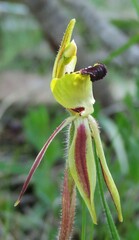 Caladenia toxochila
