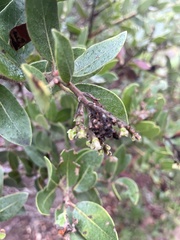 Arctostaphylos insularis